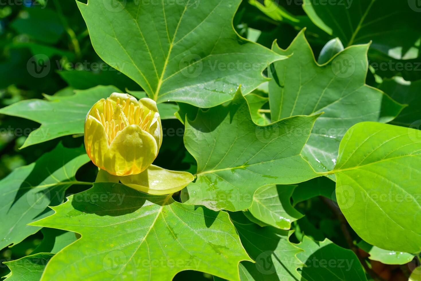 Liriodendron tulipifera - Yellow flowers on a background of green leaves photo