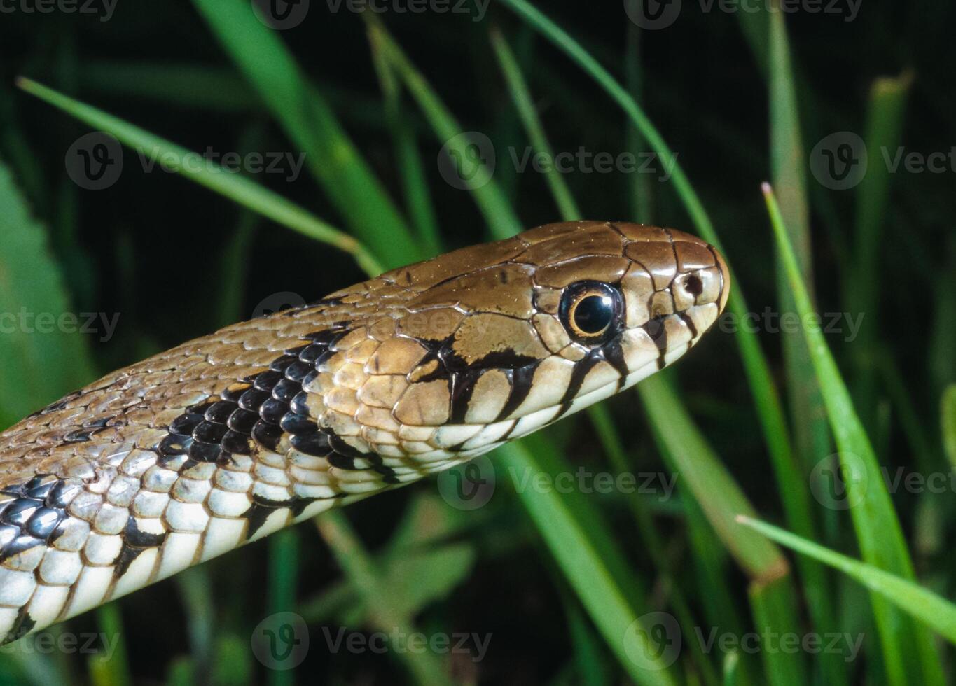 The dice snake Natrix tessellata, close-up of a water snake's head photo