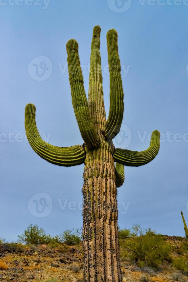 Giant cactus Saguaro cactus Carnegiea gigantea against the background of a cloudy sky, Arizona photo