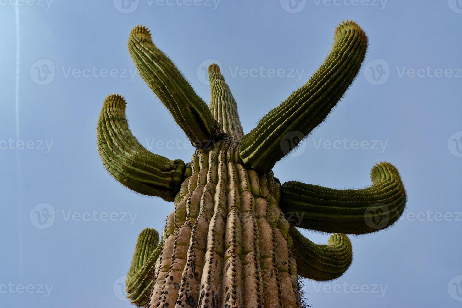 Giant cactus Saguaro cactus Carnegiea gigantea against the background of a cloudy sky, Arizona photo