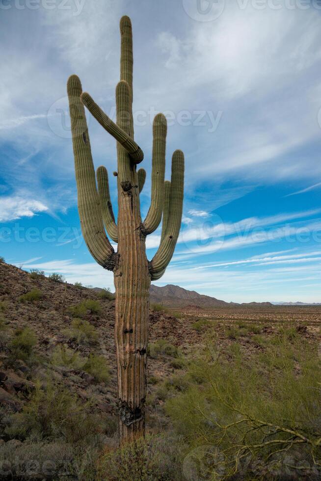Giant cactus Saguaro cactus Carnegiea gigantea against the background of a cloudy sky photo