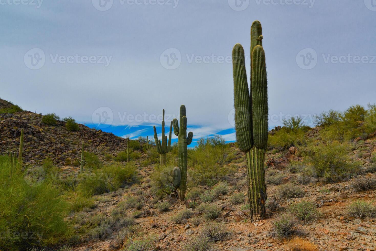 Giant cactus Saguaro cactus Carnegiea gigantea against the background of a cloudy sky photo