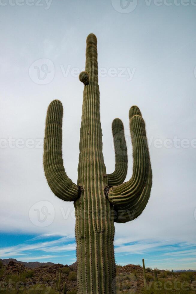 Giant cactus Saguaro cactus Carnegiea gigantea against the background of a cloudy sky, Arizona photo