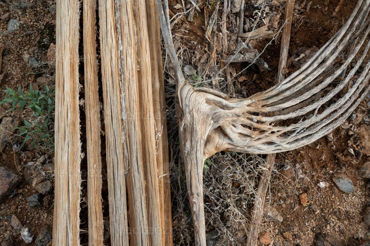 Dry woody pith of a dead cactus, Giant cactus Saguaro cactus Carnegiea gigantea, Arizona photo