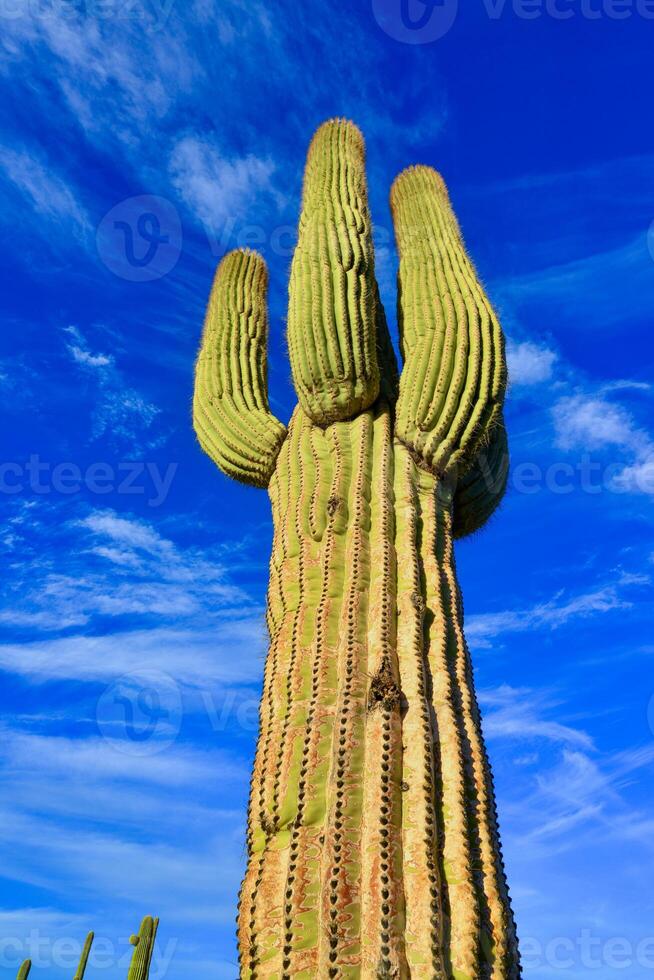 Saguaro Cactus Carnegiea gigantea in desert, giant cactus against a blue sky in winter photo