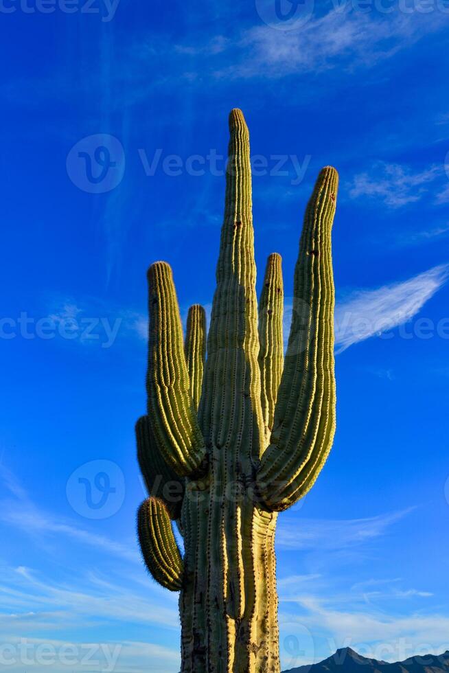 Saguaro Cactus Carnegiea gigantea in desert, giant cactus against a blue sky in winter photo