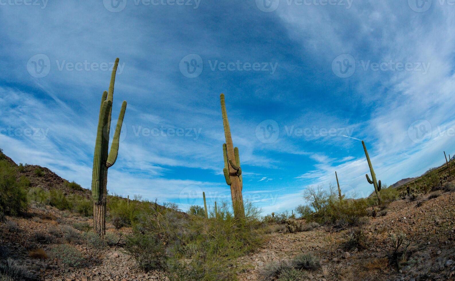 Landscape of a stone desert, photo of a cactus with a Fish Eye lens, Giant cactus Saguaro cactus Carnegiea gigantea, Arizona