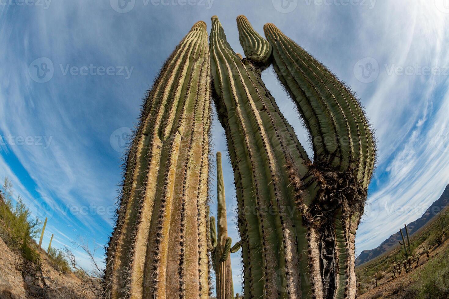 Landscape of a stone desert, photo of a cactus with a Fish Eye lens, Giant cactus Saguaro cactus Carnegiea gigantea, Arizona