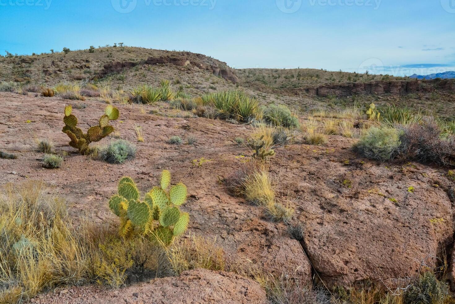 Arizona Cacti, Engelmann prickly pear, cactus apple Opuntia engelmannii, cacti in the winter in the mountains photo