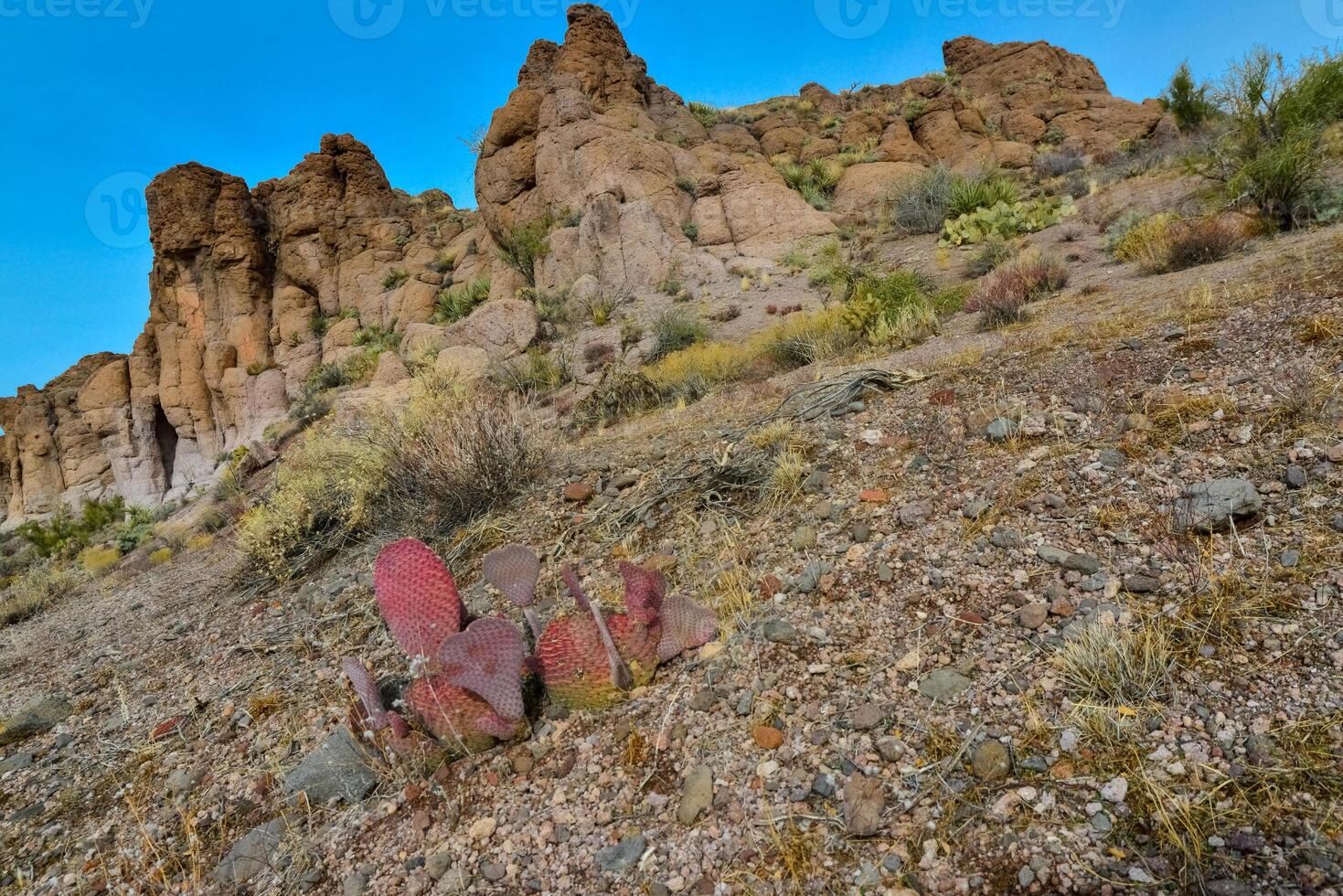 Golden prickly pear Opuntia aurea, opuntia basilaris var. aurea. Arizona cacti photo