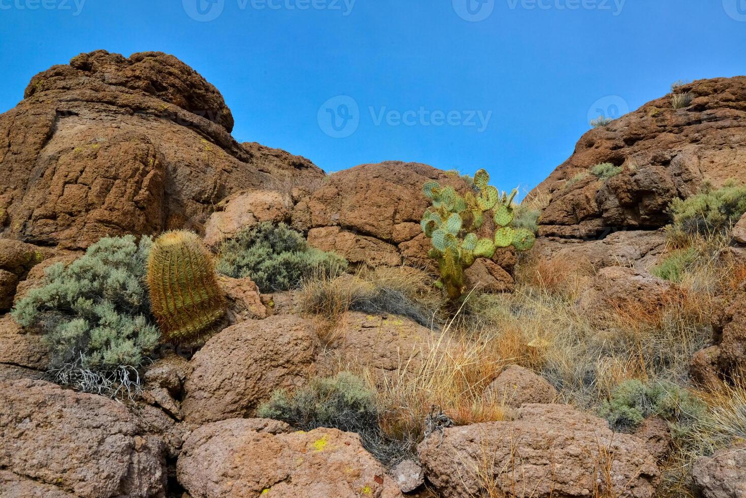 Pancake prickly pear, dollarjoint prickly pear Opuntia chlorotica, cacti in the winter in the mountains. Arizona cacti photo