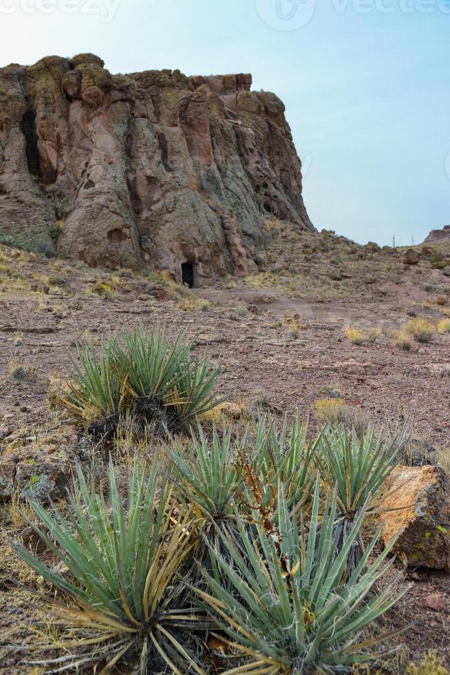 Yucca and Cacti in a mountain valley, Arizona photo