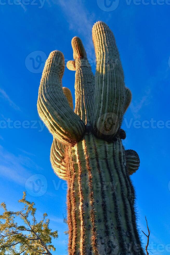 Saguaro Cactus Carnegiea gigantea in desert, giant cactus against a blue sky in winter in the desert of Arizona, USA photo