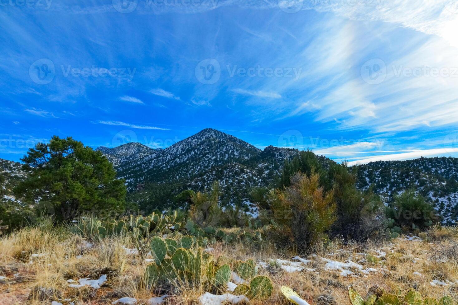 Coniferous forest and snow-capped mountains against a blue sky, frost-resistant cacti photo
