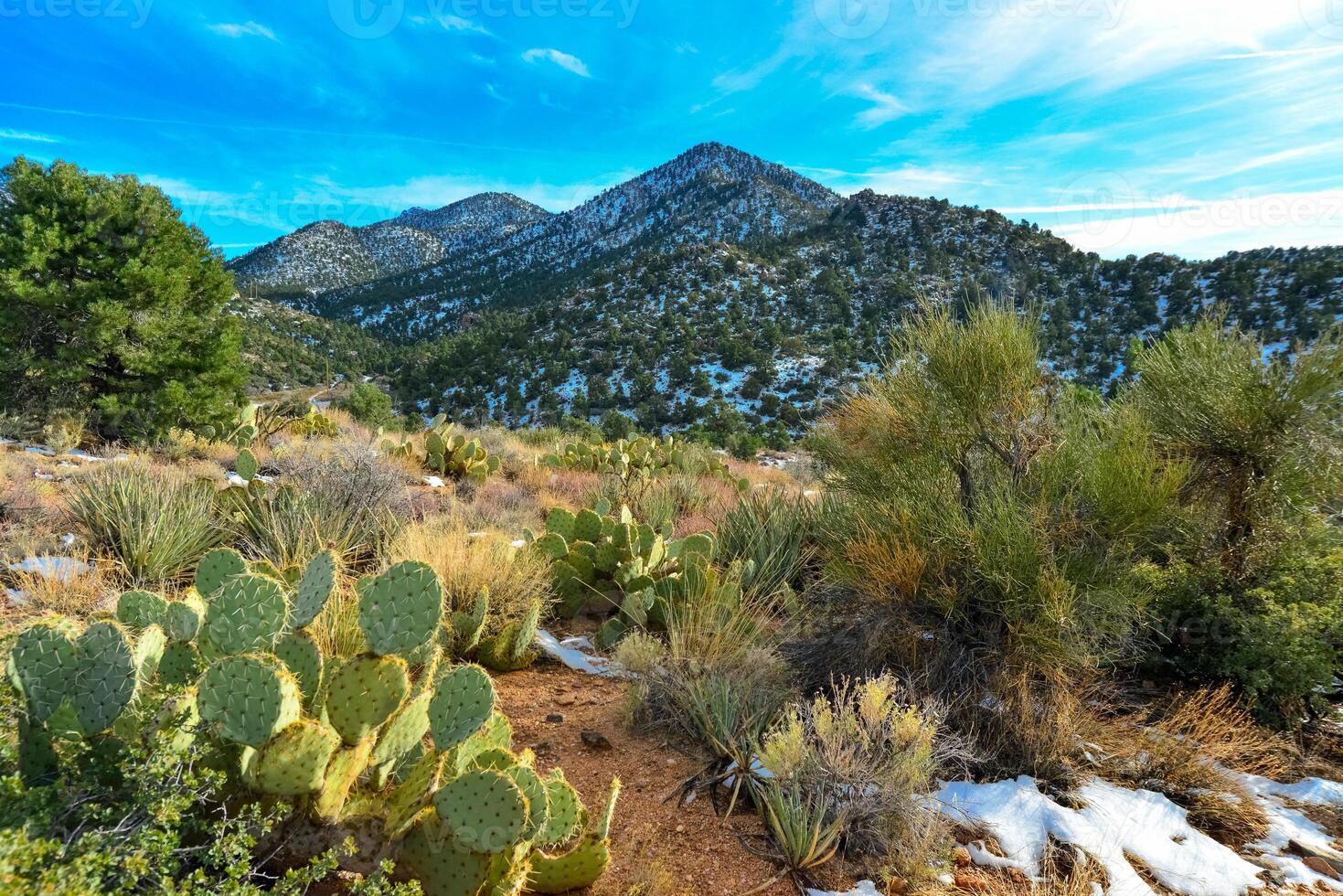 Coniferous forest and snow-capped mountains against a blue sky, frost-resistant cacti photo
