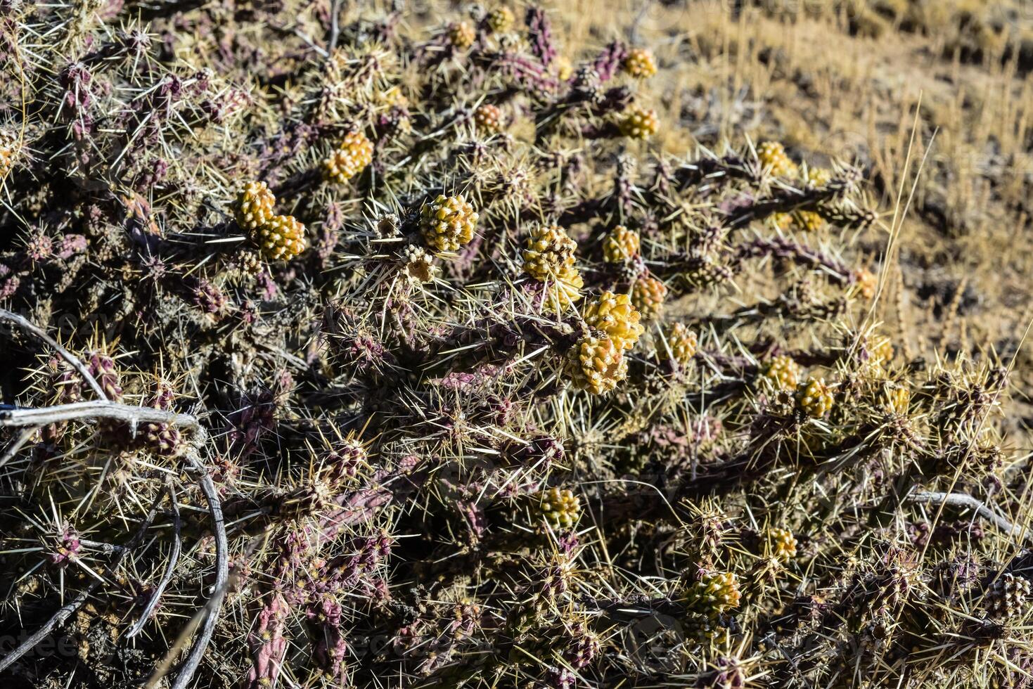 Cylindropuntia versicolor Prickly cylindropuntia with yellow fruits with seeds. Arizona cacti, USA photo