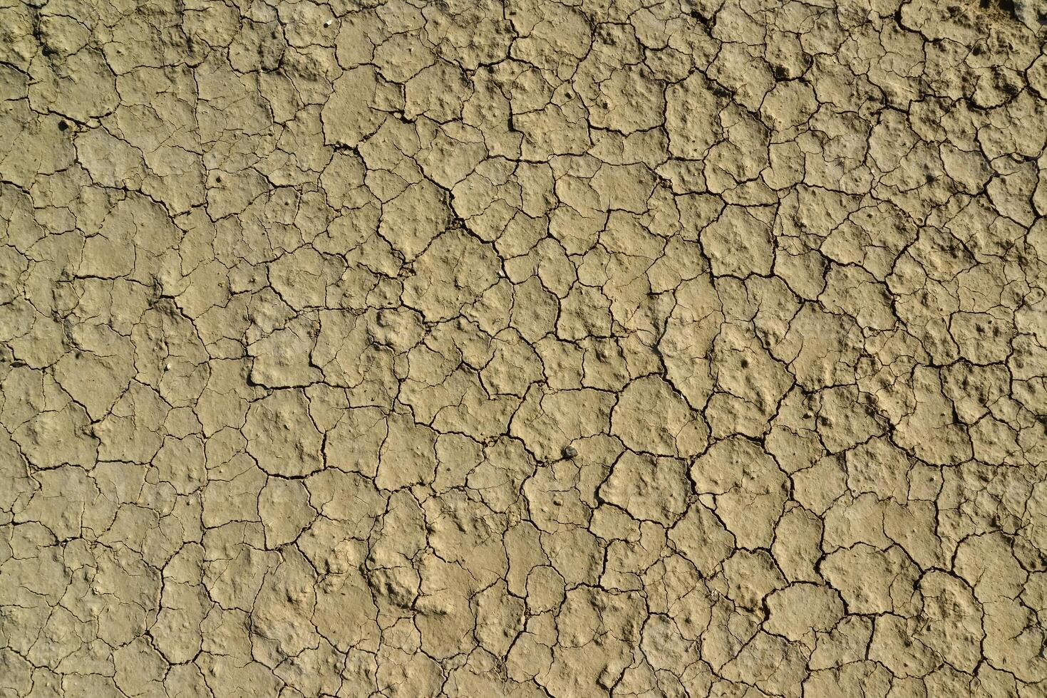 Cracked red clay and white salt on the surface in a dried riverbed in the desert of New Mexico, USA photo