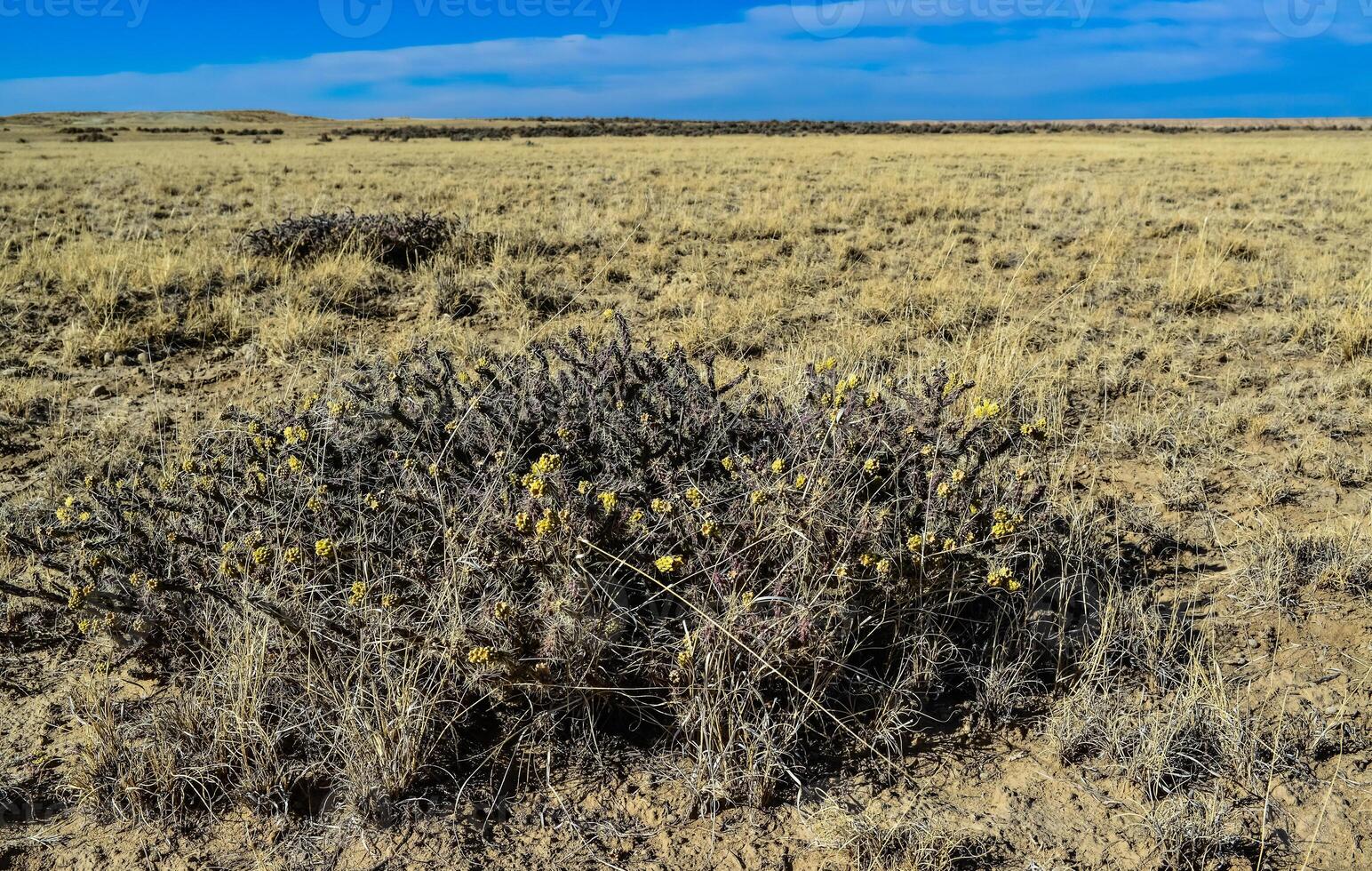Cylindropuntia versicolor Prickly cylindropuntia with yellow fruits with seeds. Arizona cacti, USA photo
