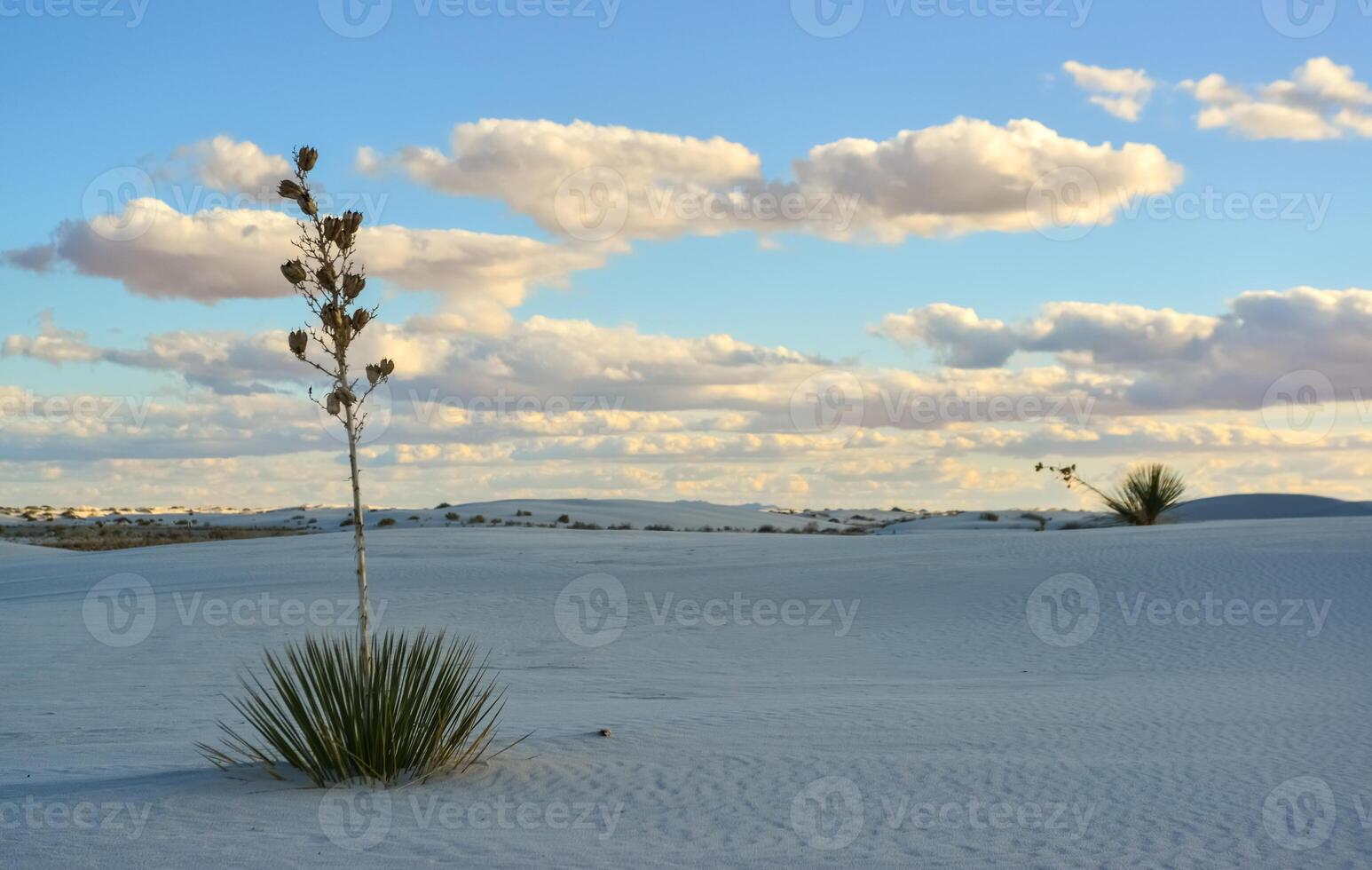 Drought-resistant desert plants and Yucca plants growing in White Sands National Monument, New Mexico, USA photo