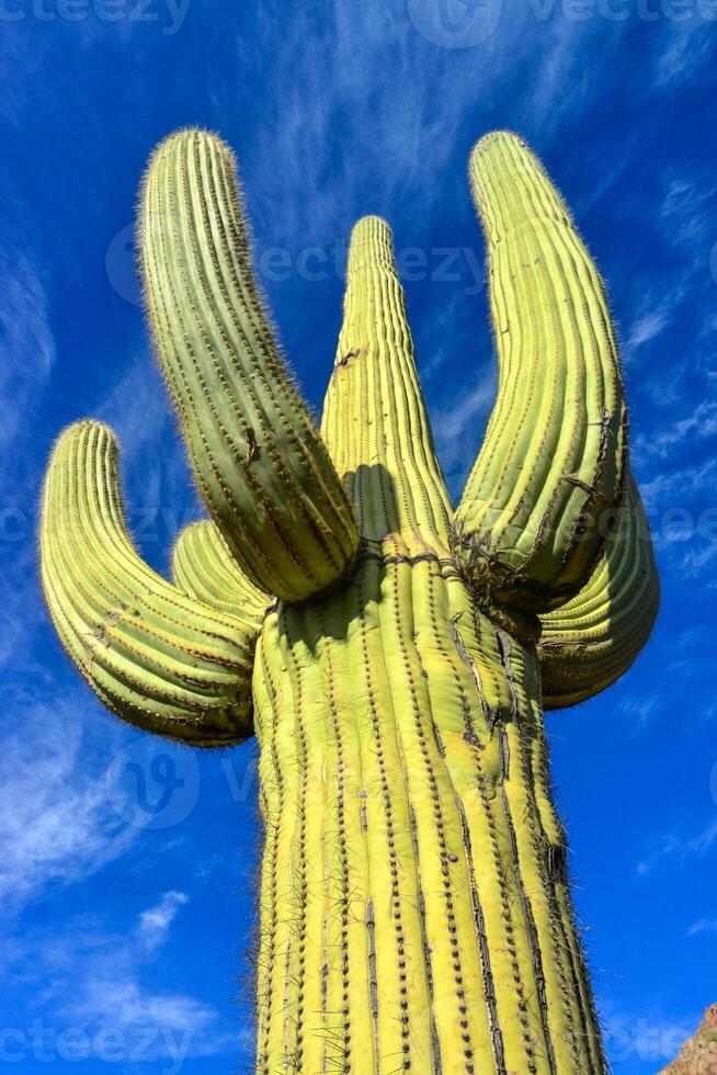 Giant cactus Saguaro cactus Carnegiea gigantea, Arizona USA photo
