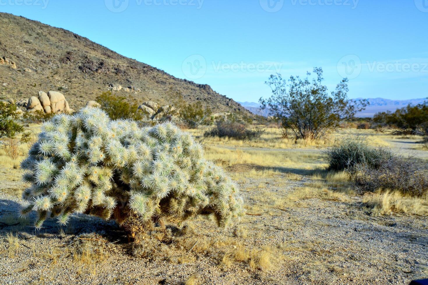 Cylindropuntia echinocarpa - Cholla Cactus Garden Sunset Mojave Desert Joshua Tree National Park photo