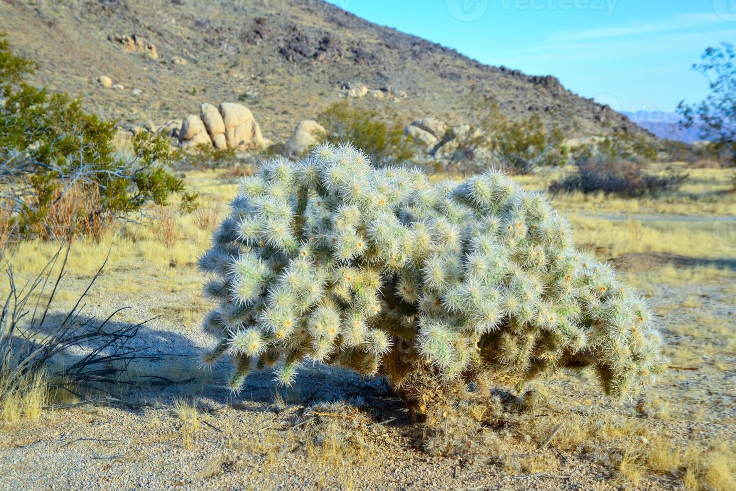 Cylindropuntia echinocarpa - Cholla Cactus Garden Sunset Mojave Desert Joshua Tree National Park photo