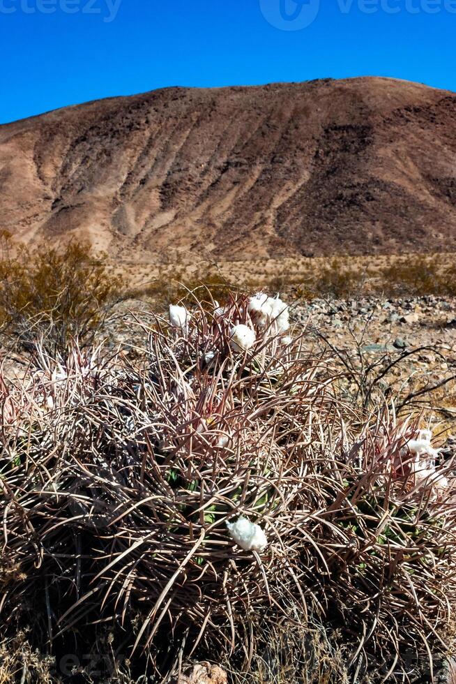 Cottontop cactus Echinocactus polycephalus, Cacti in the stone desert in the foothills, Arizona photo