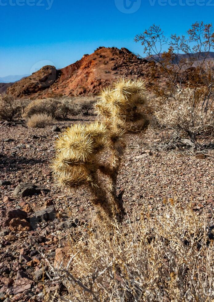 Teddy bear cholla Cylindropuntia bigelovii, cactus with tenacious yellow spines, numerous in the Sonoran Desert, California photo