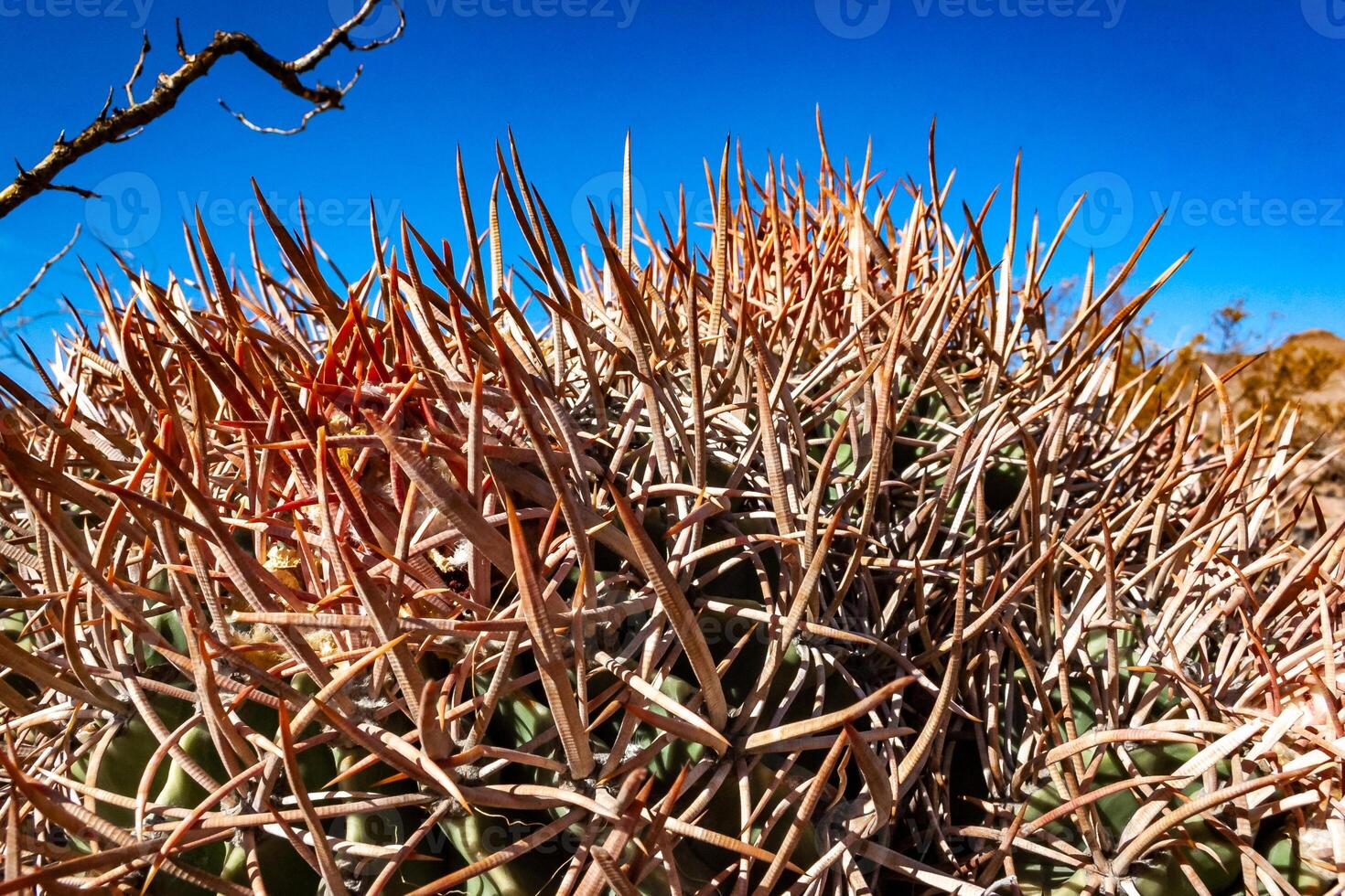 Cottontop cactus Echinocactus polycephalus, Cacti in the stone desert in the foothills, Arizona photo