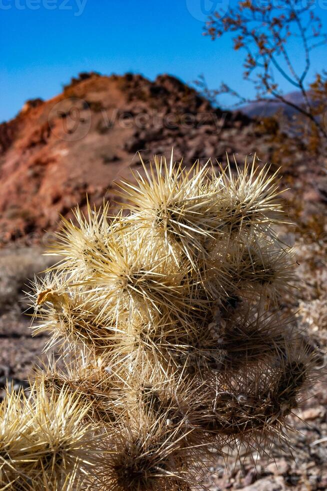 Teddy bear cholla Cylindropuntia bigelovii, cactus with tenacious yellow spines, numerous in the Sonoran Desert, California photo