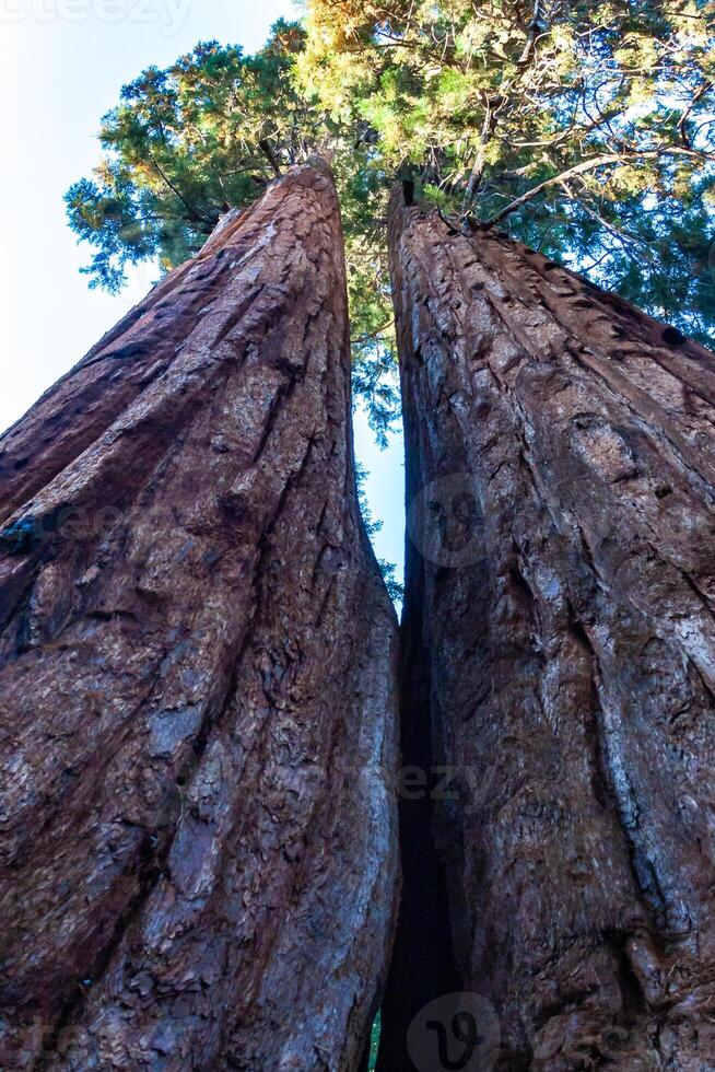 Giant Sequoia trees Sequoiadendron giganteum in Sequoia National Park, California, USA photo