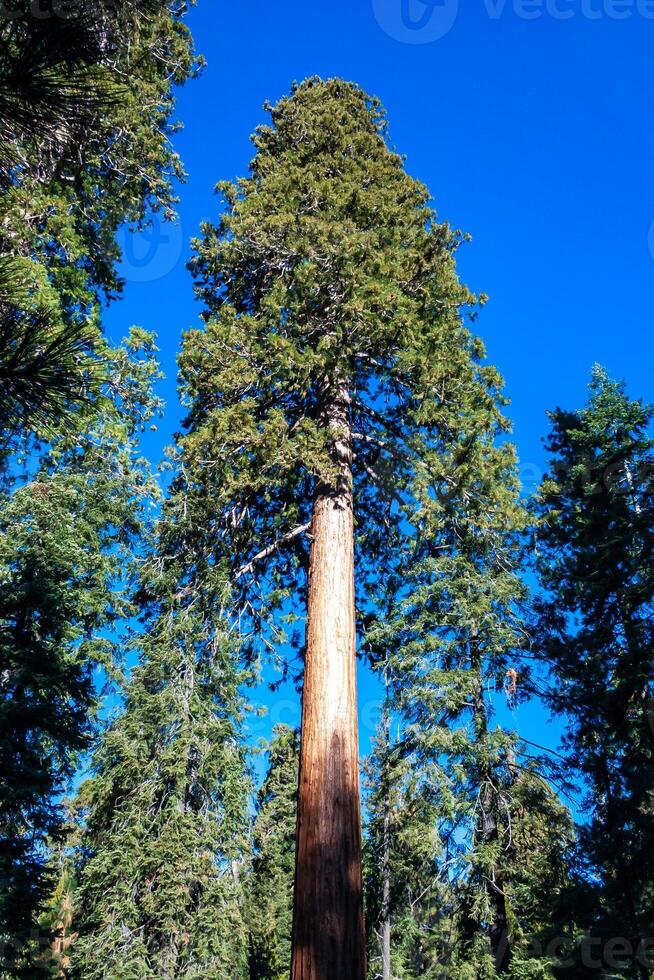 Giant Sequoia trees Sequoiadendron giganteum in Sequoia National Park, California, USA photo