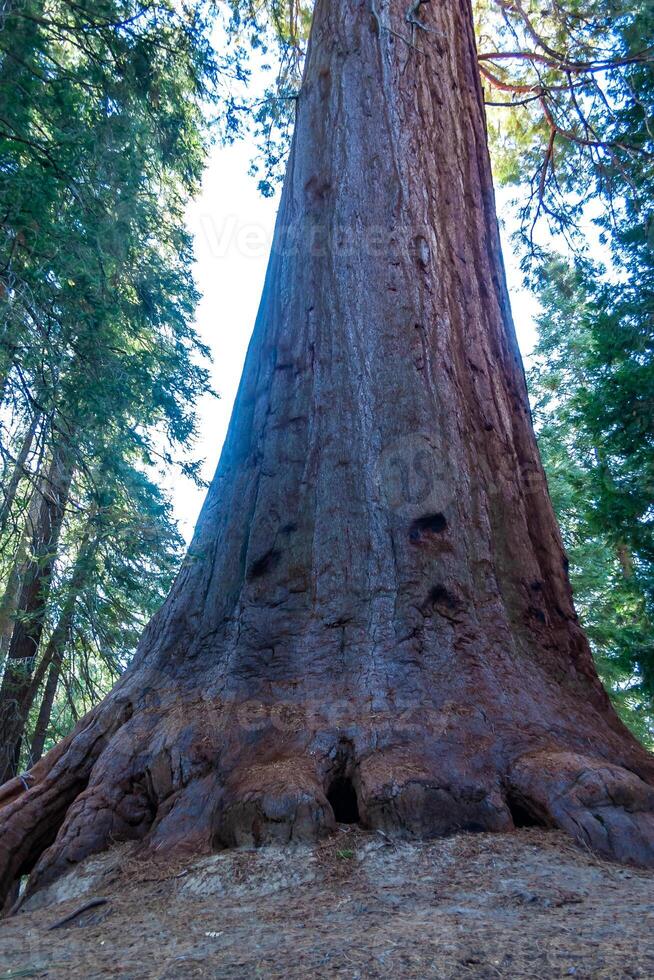 Giant Sequoia trees Sequoiadendron giganteum in Sequoia National Park, California, USA photo