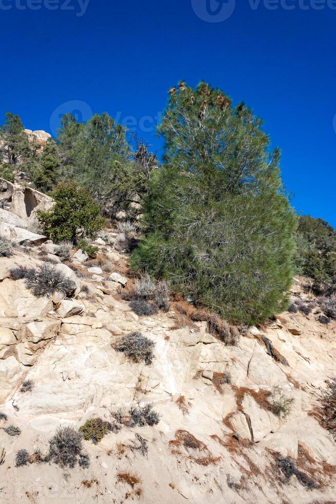 Conifers and other drought-resistant plants grow on the clay and stone rocks of the mountain at the pass in the Sierra Nevada Mountains, California, USA photo