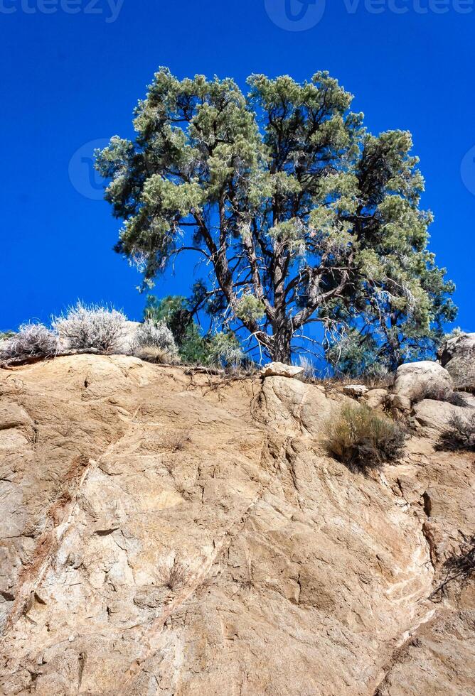 Conifers and other drought-resistant plants grow on the clay and stone rocks of the mountain at the pass in the Sierra Nevada Mountains, California, USA photo