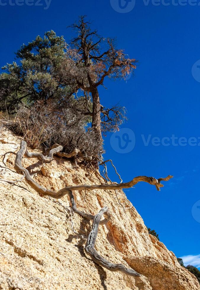 Conifers and other drought-resistant plants grow on the clay and stone rocks of the mountain at the pass in the Sierra Nevada Mountains, California, USA photo