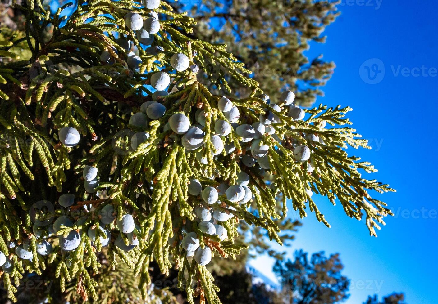 Leaves and cones western juniper Juniperus occidentalis, coniferous plant on the stone rocks of the mountain, Sierra Nevada Mountains, California, USA photo