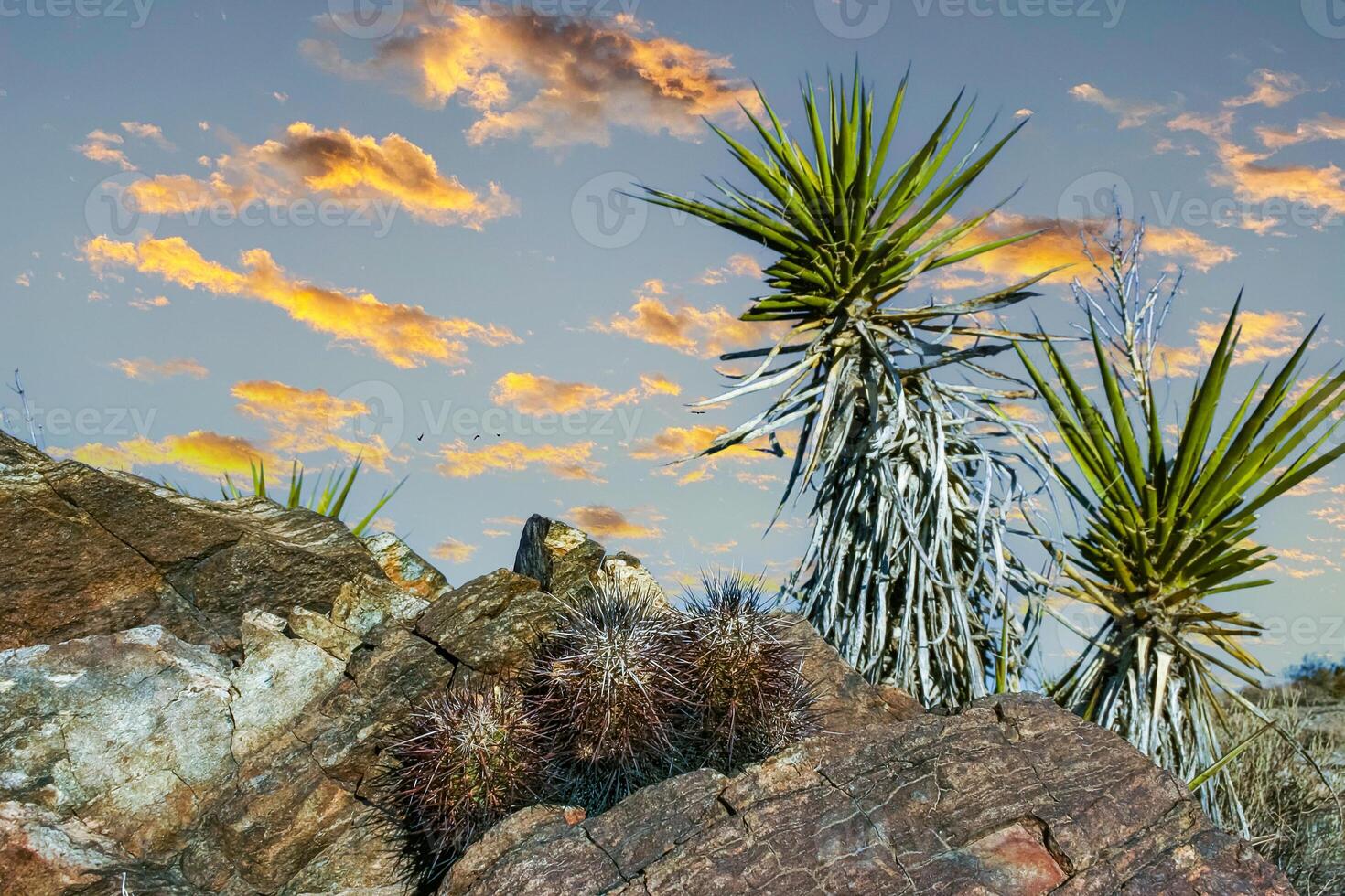 Strawberry hedgehog cactus Echinocereus engelmannii - a group of spiny cacti with long brown spines in Joshua Tree NP, California photo