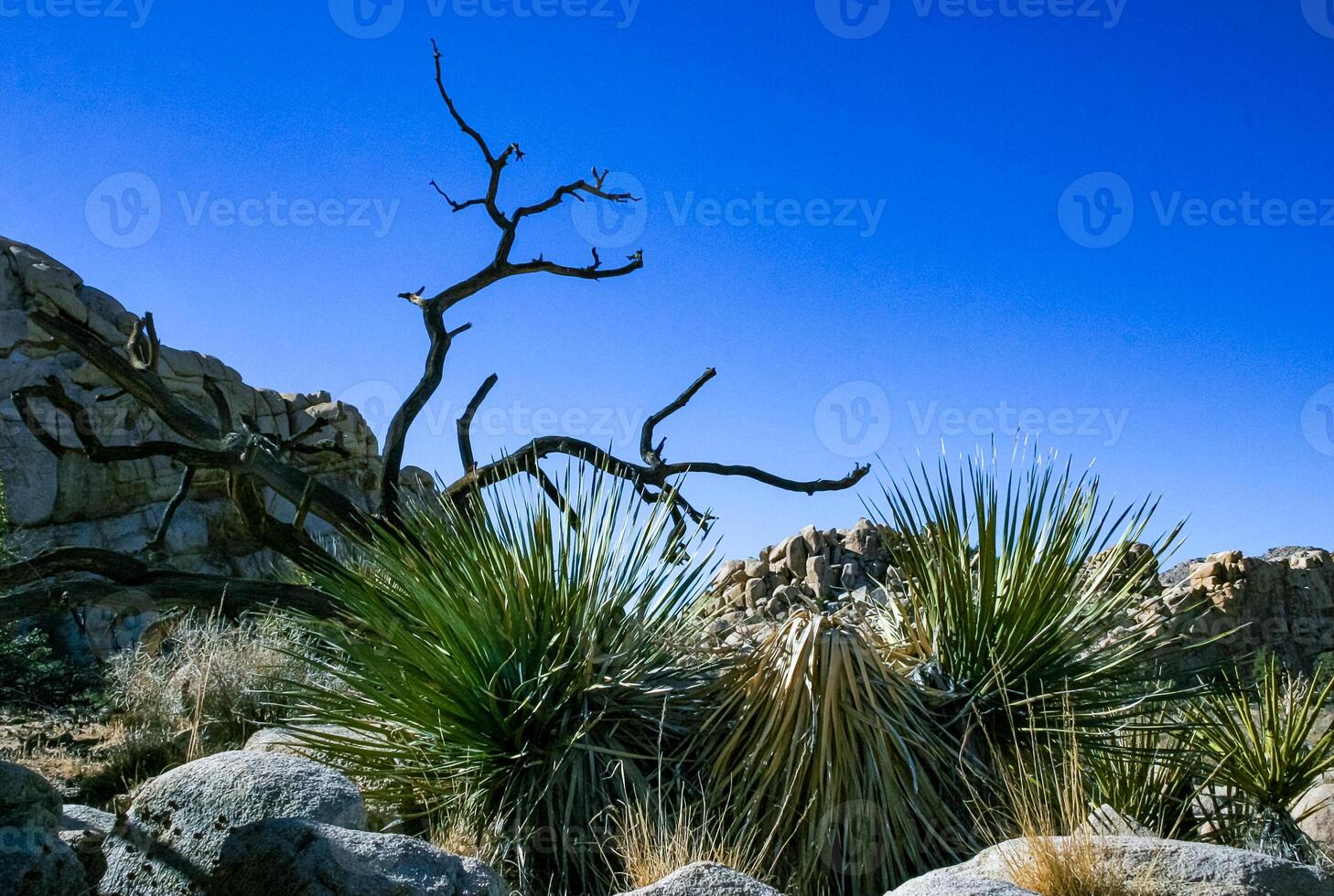 Bigelow's Nolina, Nolina bigelovii Beargrass Hidden Valley Landscape Mojave Desert Joshua Tree National Park, California photo