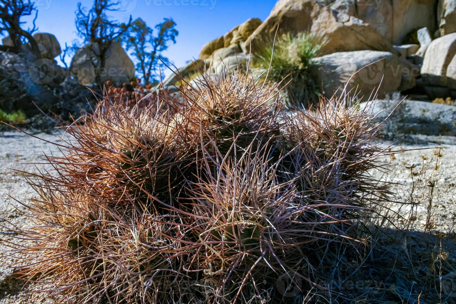 Strawberry hedgehog cactus Echinocereus engelmannii - a group of spiny cacti with long spines in a desert rock landscape of Joshua Tree NP, California photo