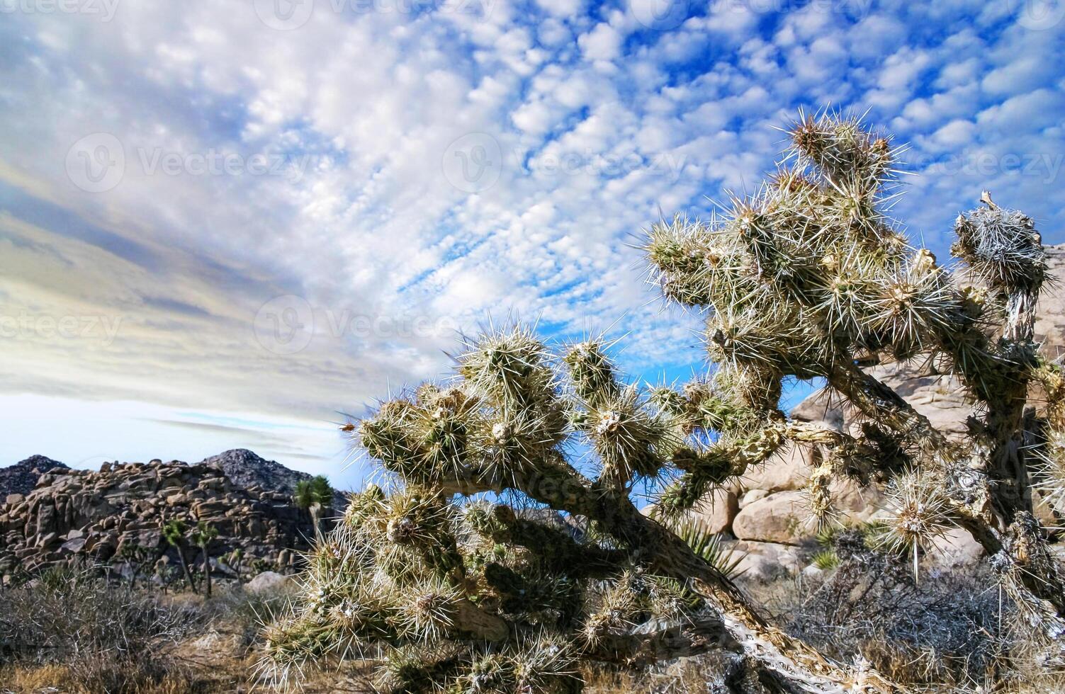 Cylindropuntia bigelovii - cactus shape with long silvery spines with rock desert near Joshua Tree NP photo