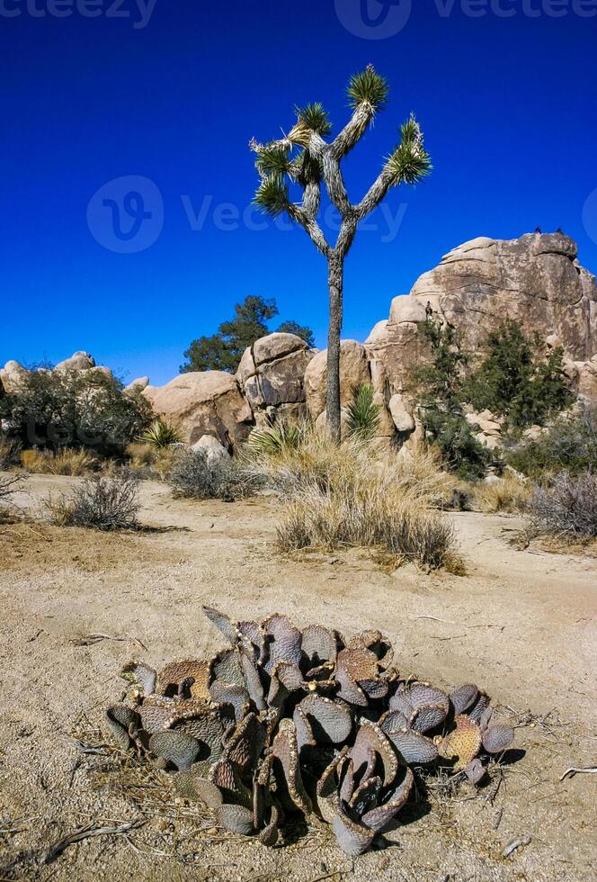 Chenille Prickly Pear Cactus Opuntia aciculata - Mojave Desert, Joshua Tree National Park, CA photo