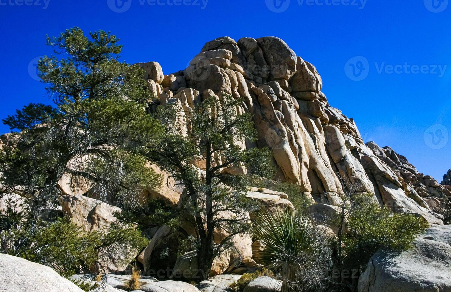 Desert stone landscape Joshua Tree, Big Rocks and Yucca Brevifolia Mojave Desert, Joshua Tree National Park, California photo