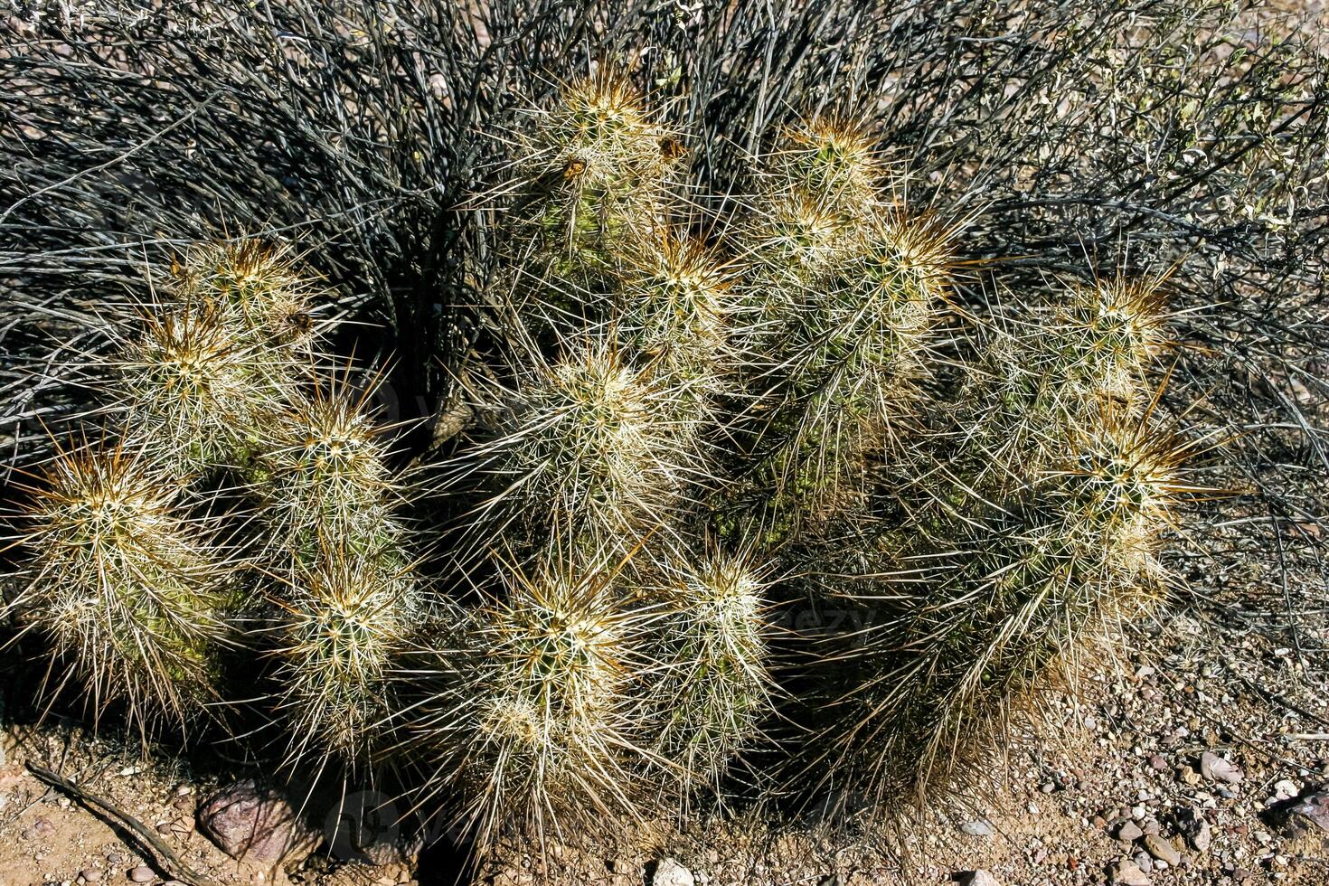 Strawberry hedgehog cactus Echinocereus engelmannii - a group of spiny cacti with long brown spines in Joshua Tree NP, California photo
