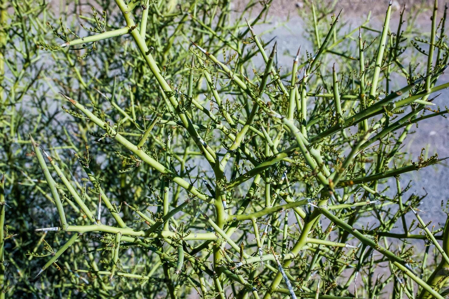 Crown of thorns, allthorn - Koeberlinia spinosa, spiny green plant in the rock desert in Organ Pipe Cactus National Park, Arizona photo