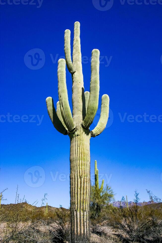 Carnegiea gigantea - giant cactus against a blue sky in the rock desert in Organ Pipe National Park, Arizona photo
