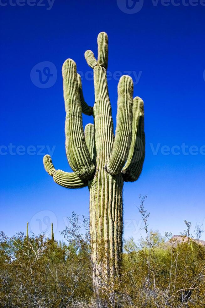 Desert landscape with cacti Carnegiea gigantea and other succulents in Organ Pipe NP, Arizona photo
