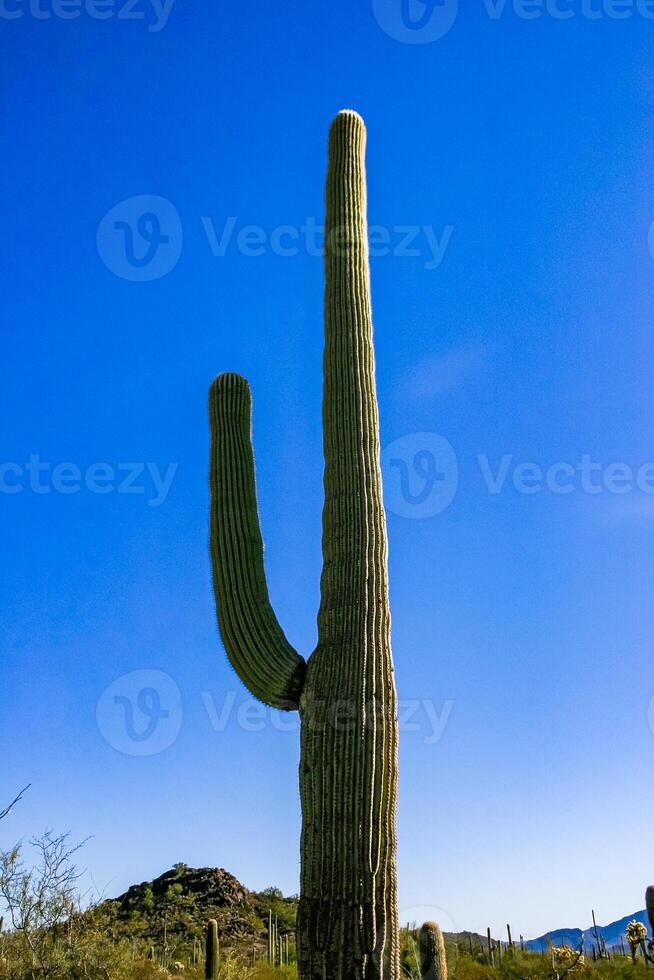 Desert landscape with cacti Carnegiea gigantea and other succulents in Organ Pipe NP, Arizona photo
