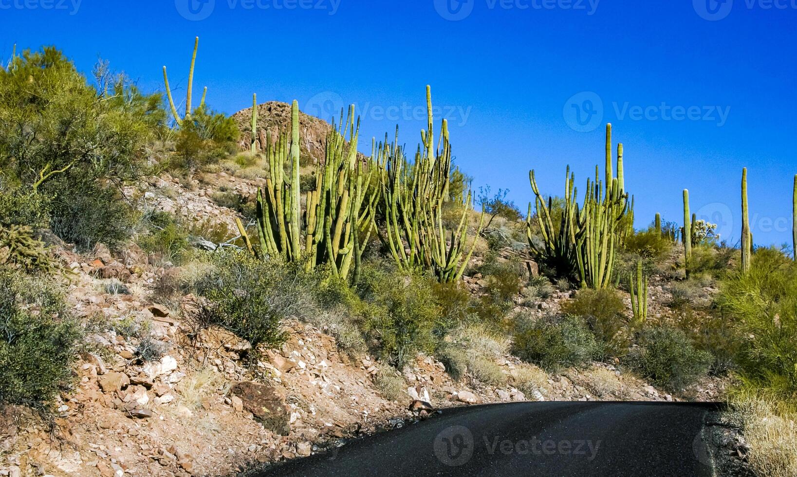 Desert landscape with cacti Stenocereus thurberi, Carnegiea gigantea and other succulents in Organ Pipe National Park, Arizona photo