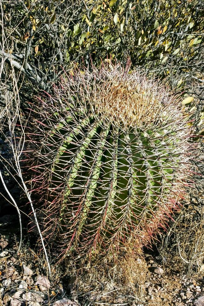 Ferocactus wislizeni Fishhook Barrel Cactus, a large specimen of cactus in the rock desert in Organ Pipe Cactus National Park, Arizona photo